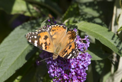 Vanessa cardui