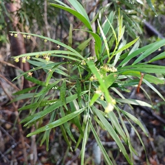 Phyllanthus angustifolius