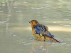 Cossypha natalensis natalensis