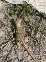 Sceloporus goldmani