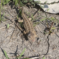 Sceloporus goldmani