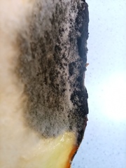 Botrytis