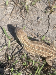 Sceloporus goldmani
