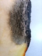 Botrytis