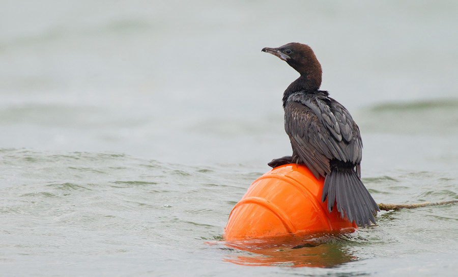 Pygmy Cormorant