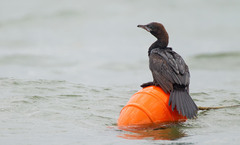 Pygmy Cormorant photo 1