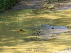 Cossypha natalensis natalensis