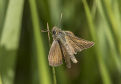 Thymelicus acteon