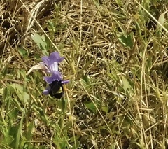 Bombus pensylvanicus