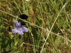 Bombus pensylvanicus