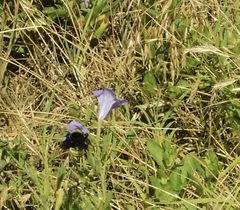 Bombus pensylvanicus