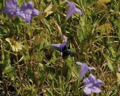 Bombus pensylvanicus