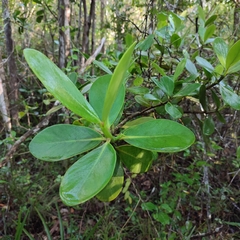 Clusia flava