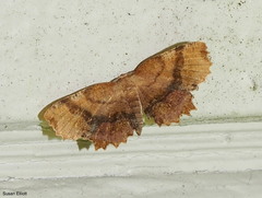 Cepphis armataria