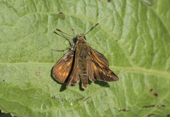 Ochlodes sylvanus