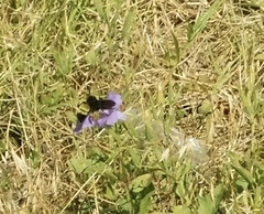 Bombus pensylvanicus