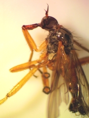 Ocydromiinae