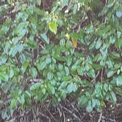 Hippomane mancinella