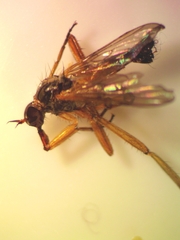 Ocydromiinae