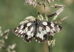 Melanargia galathea