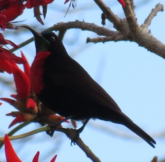 Chalcomitra senegalensis gutturalis
