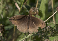 Maniola jurtina