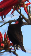 Chalcomitra senegalensis gutturalis