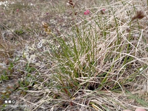 Image of Anthoxanthum monticola by no rights reserved
