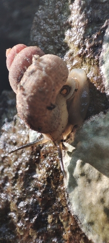 Tudorisca rosenbergiana