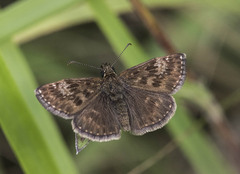 Erynnis tages