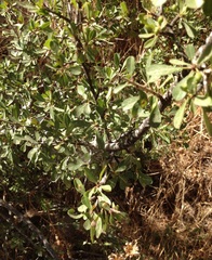 Rhamnus lycioides