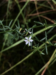 Lythrum lineare