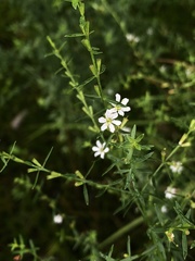 Lythrum lineare