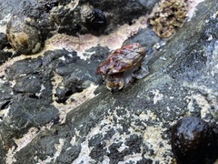 Haliotis kamtschatkana