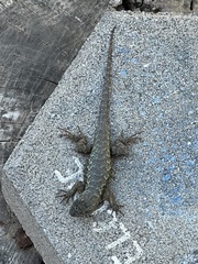 Sceloporus occidentalis
