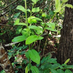 Erythroxylaceae