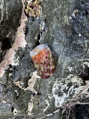 Haliotis kamtschatkana