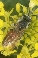 Andrena hattorfiana