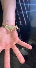 Osteopilus septentrionalis