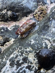 Haliotis kamtschatkana