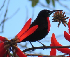 Chalcomitra senegalensis gutturalis
