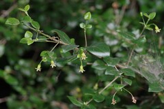 Canthium spinosum
