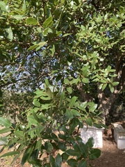 Quercus trojana
