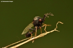Eucharitinae
