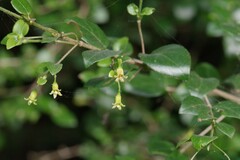 Canthium spinosum