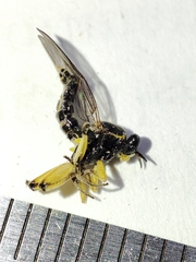 Solva marginata