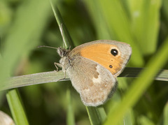 Coenonympha pamphilus