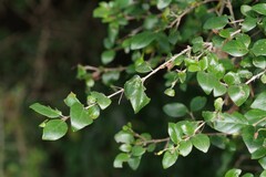 Canthium spinosum