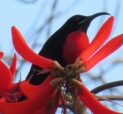 Chalcomitra senegalensis gutturalis