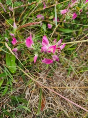 Ononis spinosa procurrens